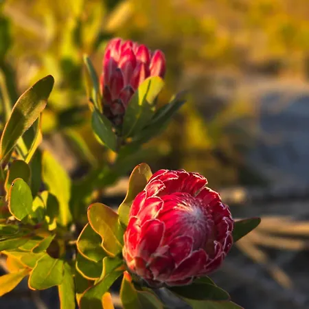 Neuf 4 Pers Confort Calme A 200m Lägenhet Bormes-les-Mimosas