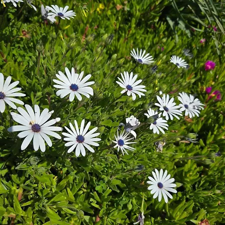 Neuf 4 Pers Confort Calme A 200m Lägenhet Bormes-les-Mimosas