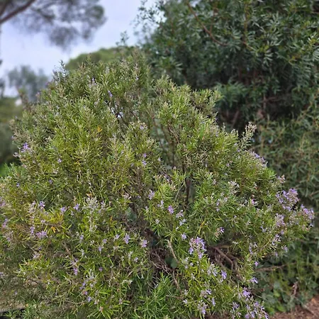 Neuf 4 Pers Confort Calme A 200m Bormes-les-Mimosas
